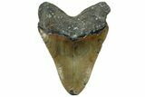 Serrated, Fossil Megalodon Tooth - North Carolina #319915-2